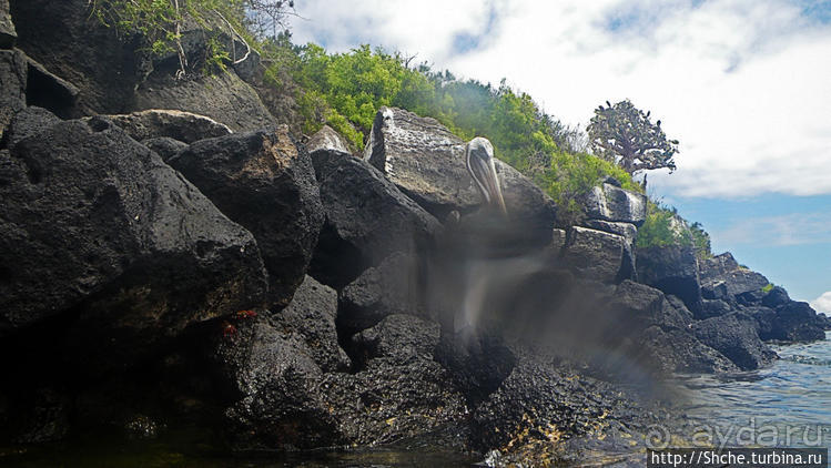 Галапагосы, о Санта Фе. Этап 3 — Купание с морскими львами