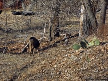 Альбом отзыва "Животные Зиона — олени-элки и индейки-турки"