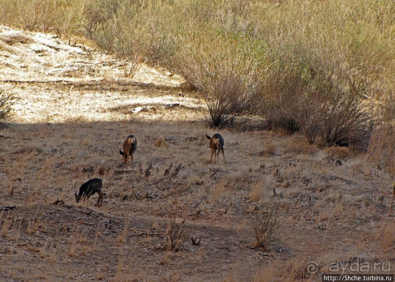 Животные Зиона — олени-элки и индейки-турки