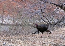 Животные Зиона — олени-элки и индейки-турки