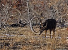 Альбом отзыва "Животные Зиона — олени-элки и индейки-турки"