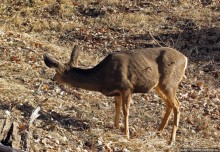 Альбом отзыва "Животные Зиона — олени-элки и индейки-турки"