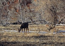 Альбом отзыва "Животные Зиона — олени-элки и индейки-турки"