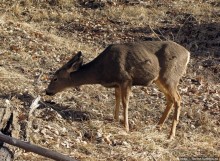 Альбом отзыва "Животные Зиона — олени-элки и индейки-турки"