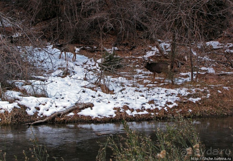 Животные Зиона — олени-элки и индейки-турки