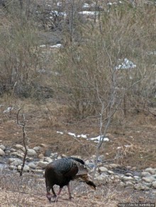 Альбом отзыва "Животные Зиона — олени-элки и индейки-турки"