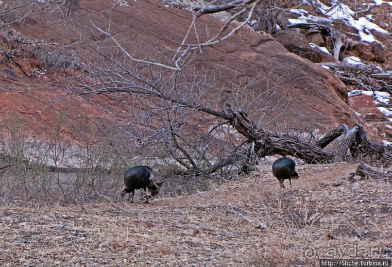 Животные Зиона — олени-элки и индейки-турки
