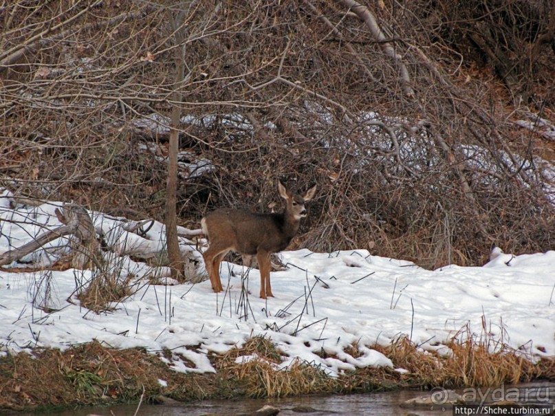 Альбом отзыва "Животные Зиона — олени-элки и индейки-турки"