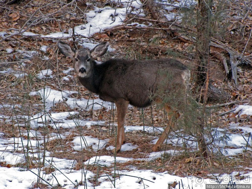 Альбом отзыва "Животные Зиона — олени-элки и индейки-турки"