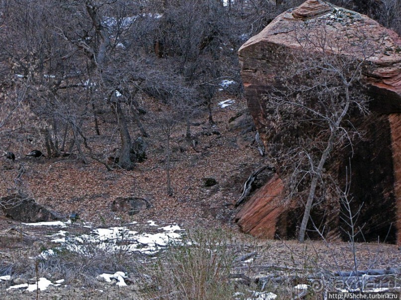 Животные Зиона — олени-элки и индейки-турки
