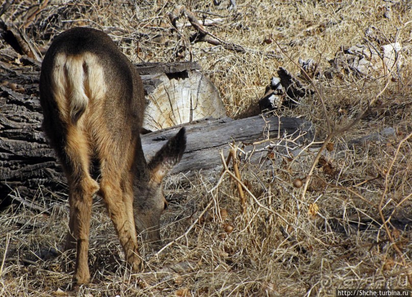 фото Маунтин Виллидж
