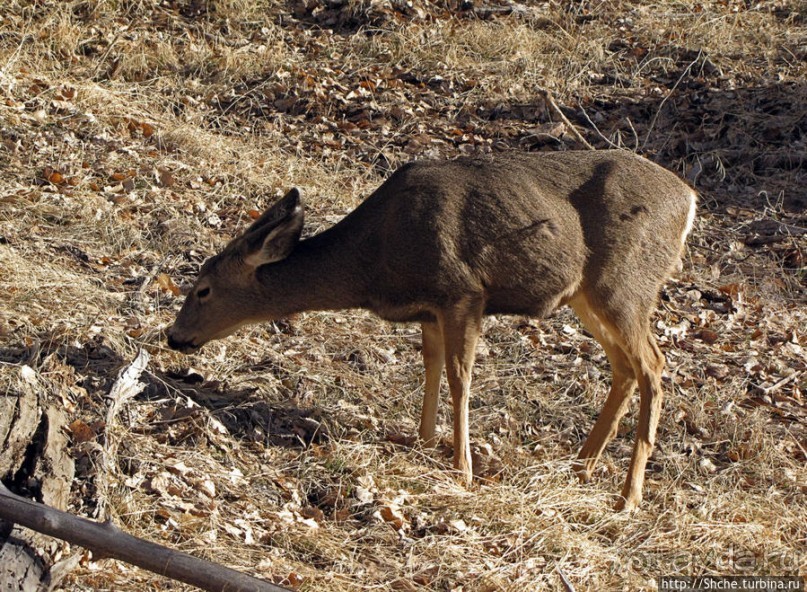 фото Маунтин Виллидж