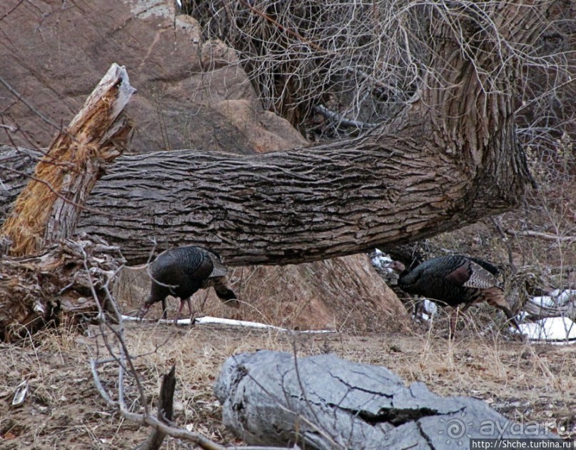 Альбом отзыва "Животные Зиона — олени-элки и индейки-турки"