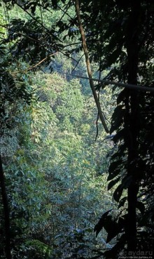 Страна Гиббония: полеты наяву