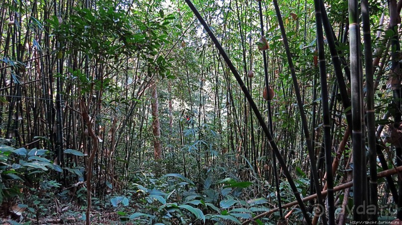 Страна Гиббония: полеты наяву