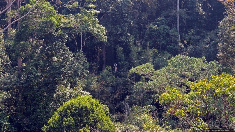 Страна Гиббония: полеты наяву