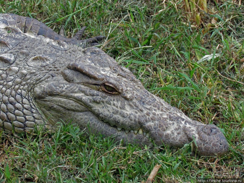 Заглянуть в пасть крокодилам, или красивое рядом