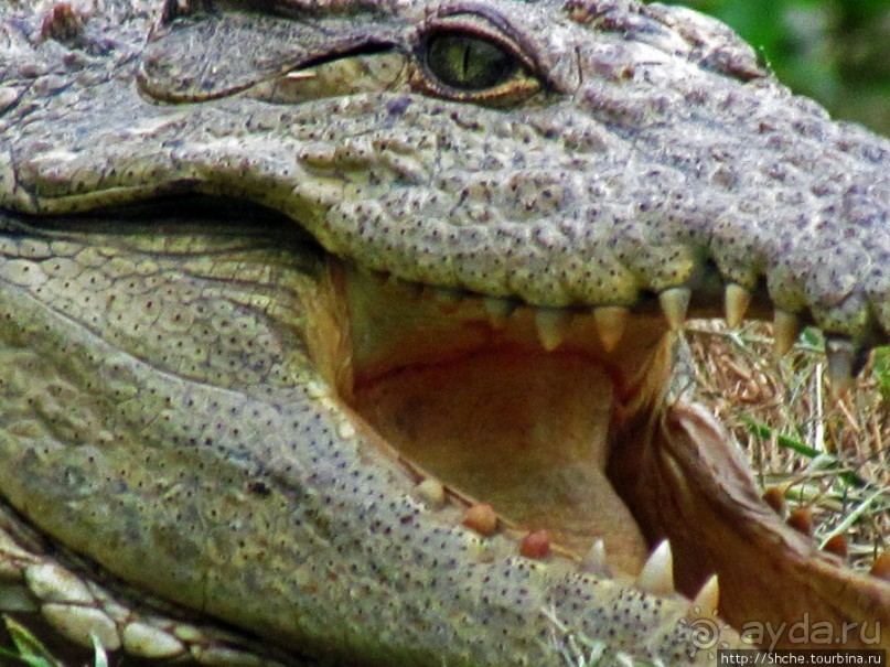 Заглянуть в пасть крокодилам, или красивое рядом