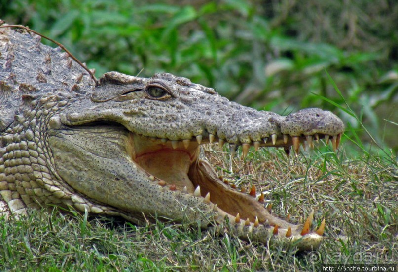 Заглянуть в пасть крокодилам, или красивое рядом