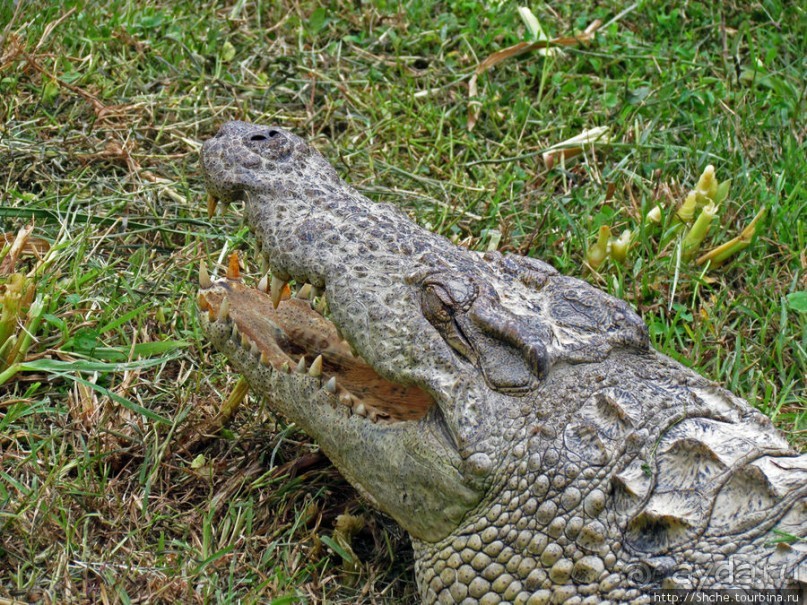 Заглянуть в пасть крокодилам, или красивое рядом