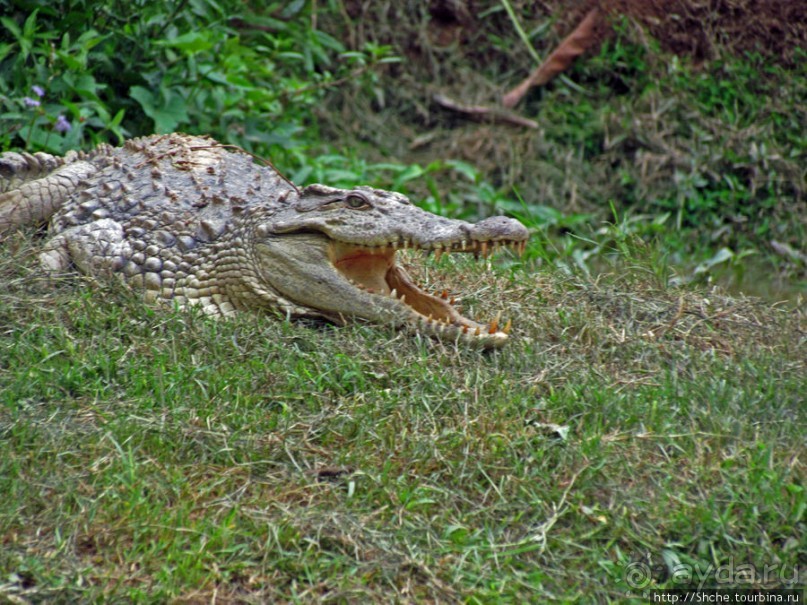 Заглянуть в пасть крокодилам, или красивое рядом