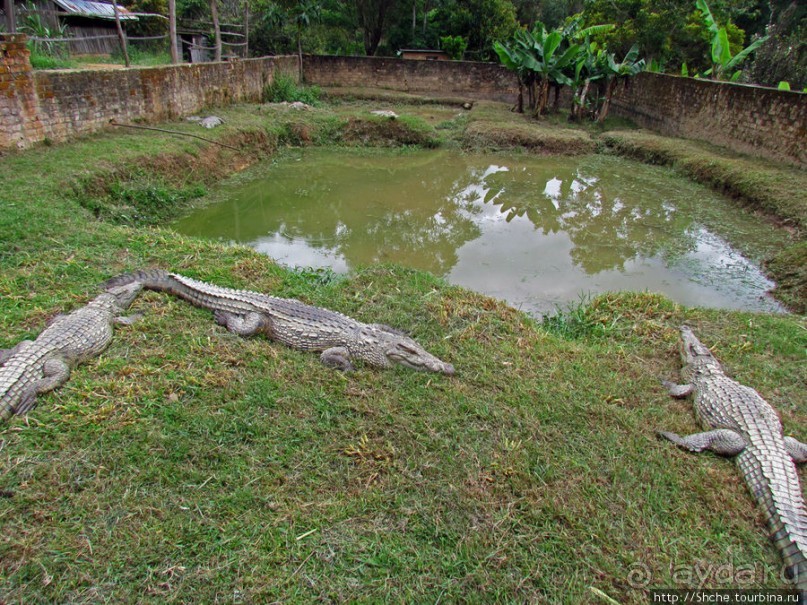 Заглянуть в пасть крокодилам, или красивое рядом