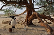 "Дерево жизни" — самое одинокое дерево в мире