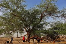 "Дерево жизни" — самое одинокое дерево в мире