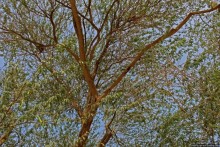 "Дерево жизни" — самое одинокое дерево в мире