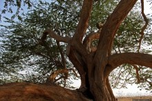 "Дерево жизни" — самое одинокое дерево в мире