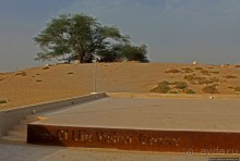 "Дерево жизни" — самое одинокое дерево в мире