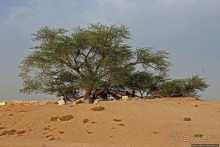 "Дерево жизни" — самое одинокое дерево в мире