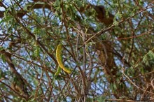 "Дерево жизни" — самое одинокое дерево в мире