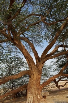 "Дерево жизни" — самое одинокое дерево в мире