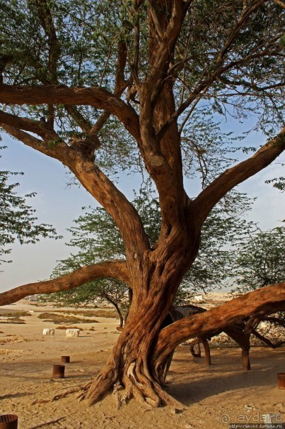 "Дерево жизни" — самое одинокое дерево в мире