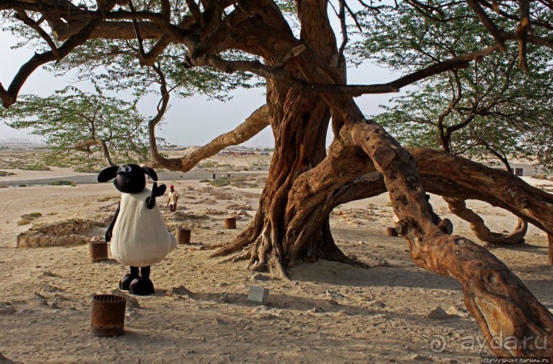"Дерево жизни" — самое одинокое дерево в мире