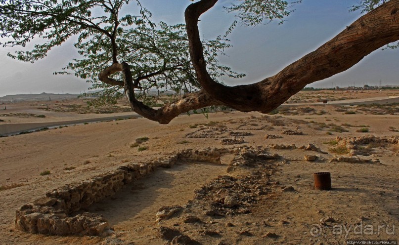 "Дерево жизни" — самое одинокое дерево в мире