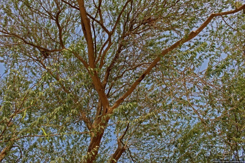 Альбом отзыва ""Дерево жизни" — самое одинокое дерево в мире"