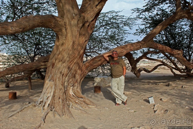 Альбом отзыва ""Дерево жизни" — самое одинокое дерево в мире"