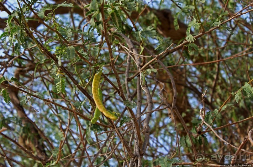 "Дерево жизни" — самое одинокое дерево в мире