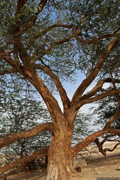"Дерево жизни" — самое одинокое дерево в мире