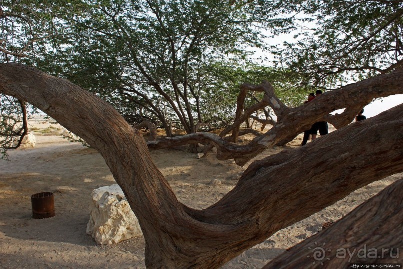 "Дерево жизни" — самое одинокое дерево в мире