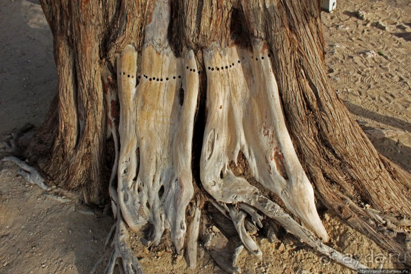 "Дерево жизни" — самое одинокое дерево в мире