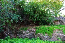 Альбом отзыва "Старейшая крепость Макао, поглощенная городом и растениями"