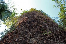 Альбом отзыва "Старейшая крепость Макао, поглощенная городом и растениями"