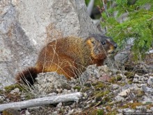 К "Дню Сурка" — сурок из Йеллоустоуна