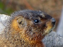 К "Дню Сурка" — сурок из Йеллоустоуна