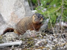 К "Дню Сурка" — сурок из Йеллоустоуна