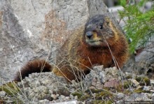 К "Дню Сурка" — сурок из Йеллоустоуна