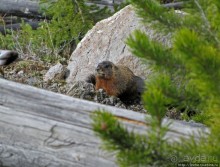 К "Дню Сурка" — сурок из Йеллоустоуна